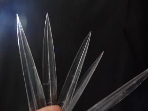 ヤリイカの軟甲 ヤリイカの軟甲