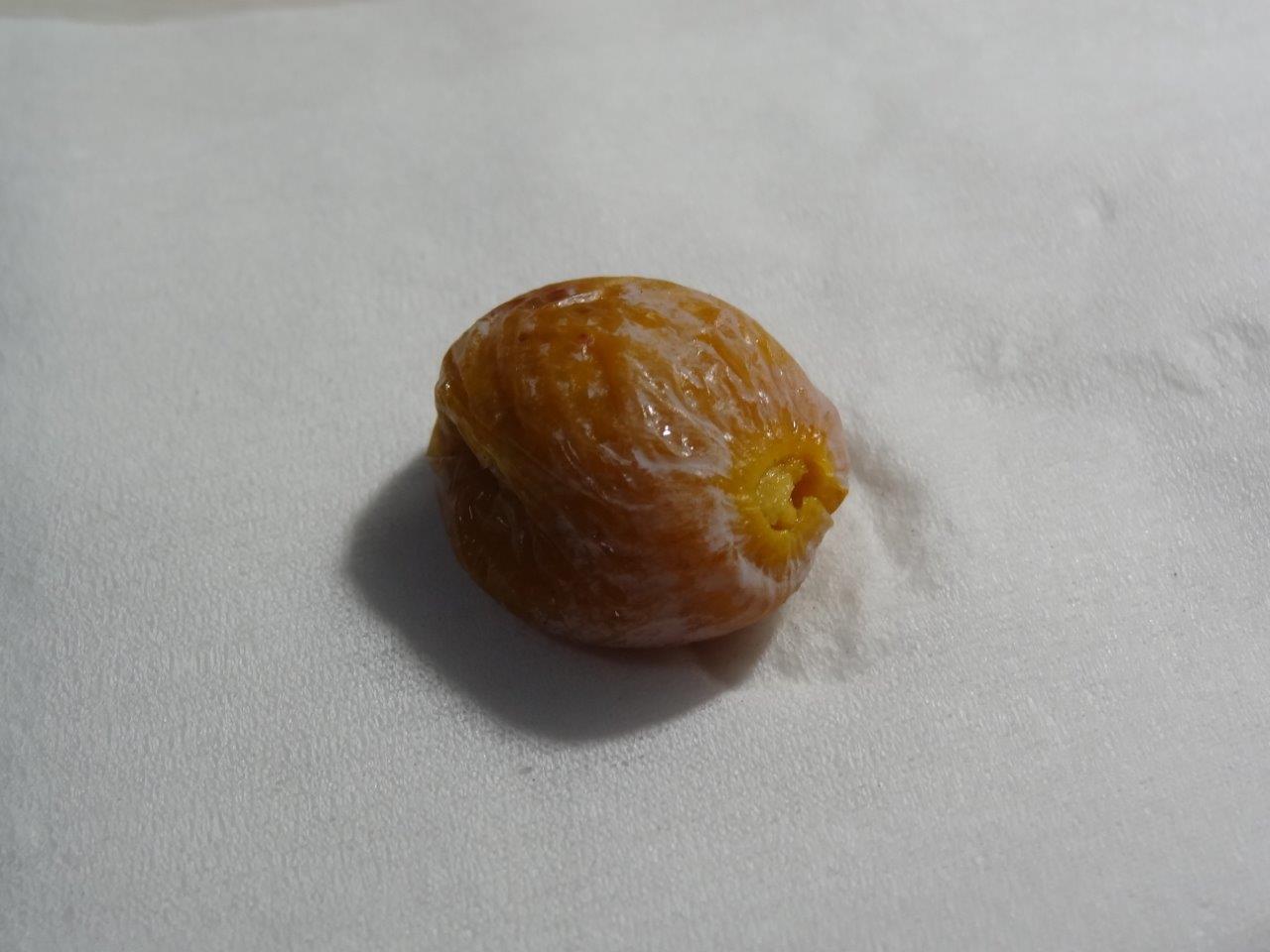 徳富蘇峰の山王草堂で拾った銀杏